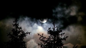 stock-footage-full-moon-and-pines-at-night