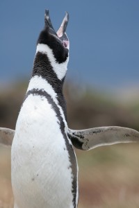 Magellan Penguin flaps its wings, Punta Arenas, Chile