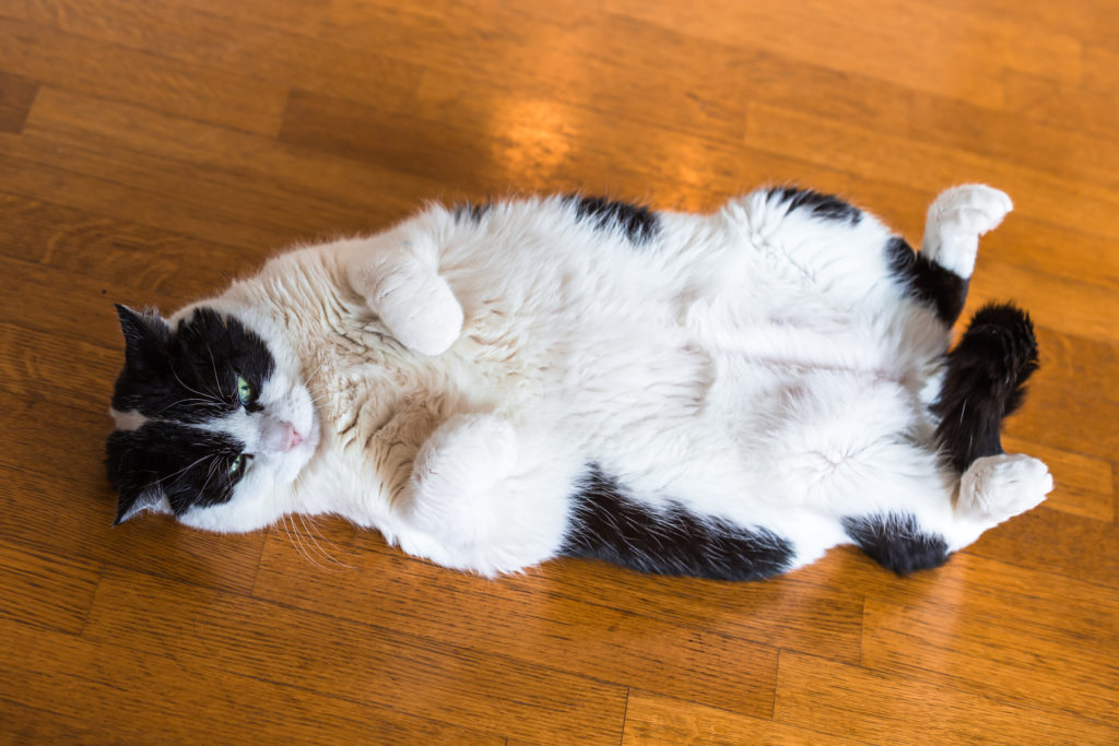A fat black and white cat relaxing confident the ground on a brown wood floor